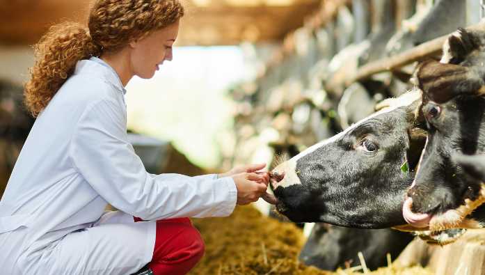 UK-Vet Livestock Workshops