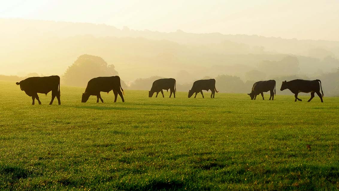 Virtual fencing systems: balancing production and welfare outcomes