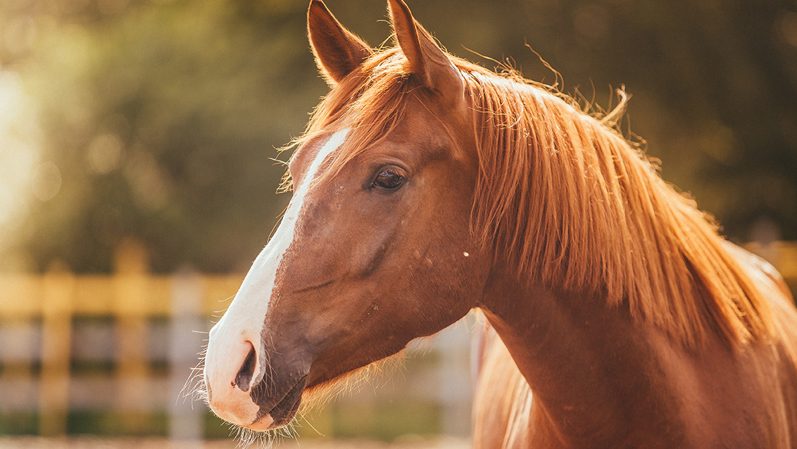 Using diagnostics in supporting sustainable worm control in horses